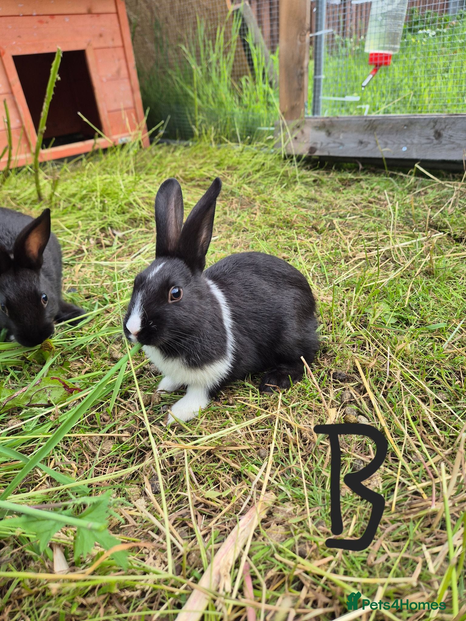 Dutch rabbits Awsome Dutch kits  - Advert 16