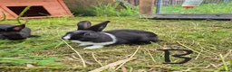 Dutch rabbits for sale: Awsome Dutch kits  - Advert 1