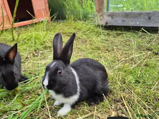 Dutch rabbits Awsome Dutch kits - Advert 16