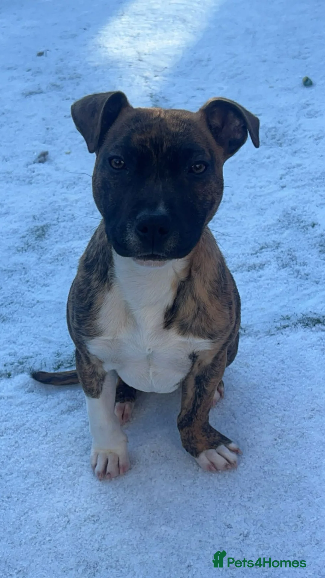 Staffordshire Bull Terrier dogs for sale: 6 month old light brindle staffy - Advert 2