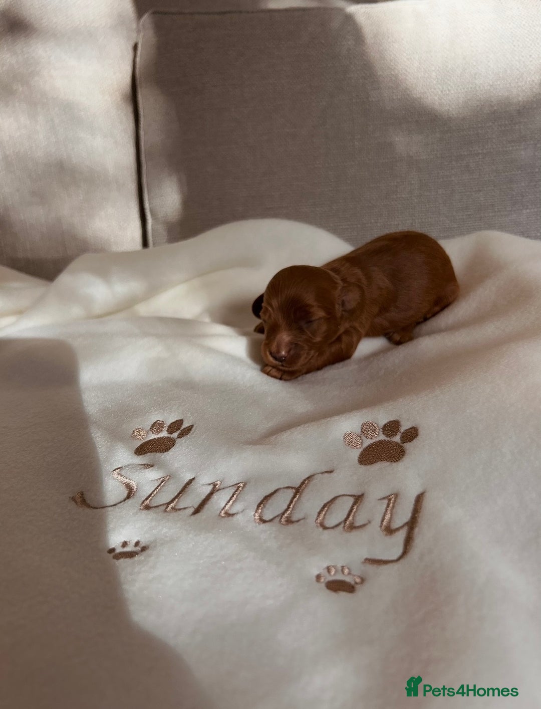 Cockapoo dogs for sale: Last cockapoo boy remaining - Advert 6