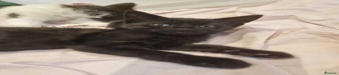 Domestic Shorthair Kitten 3