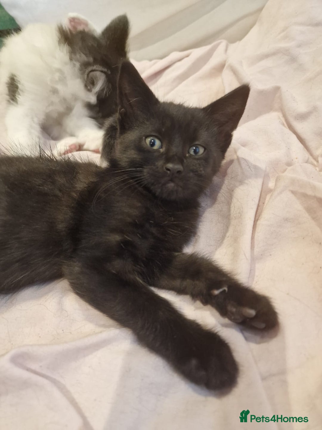 Domestic Shorthair cats for sale: Gorgeous moggy kittens - Image 3