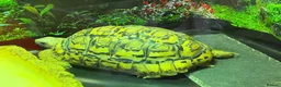 Tortoise reptiles for sale: 5yo Leopard tortoise in Rayleigh - Advert 2