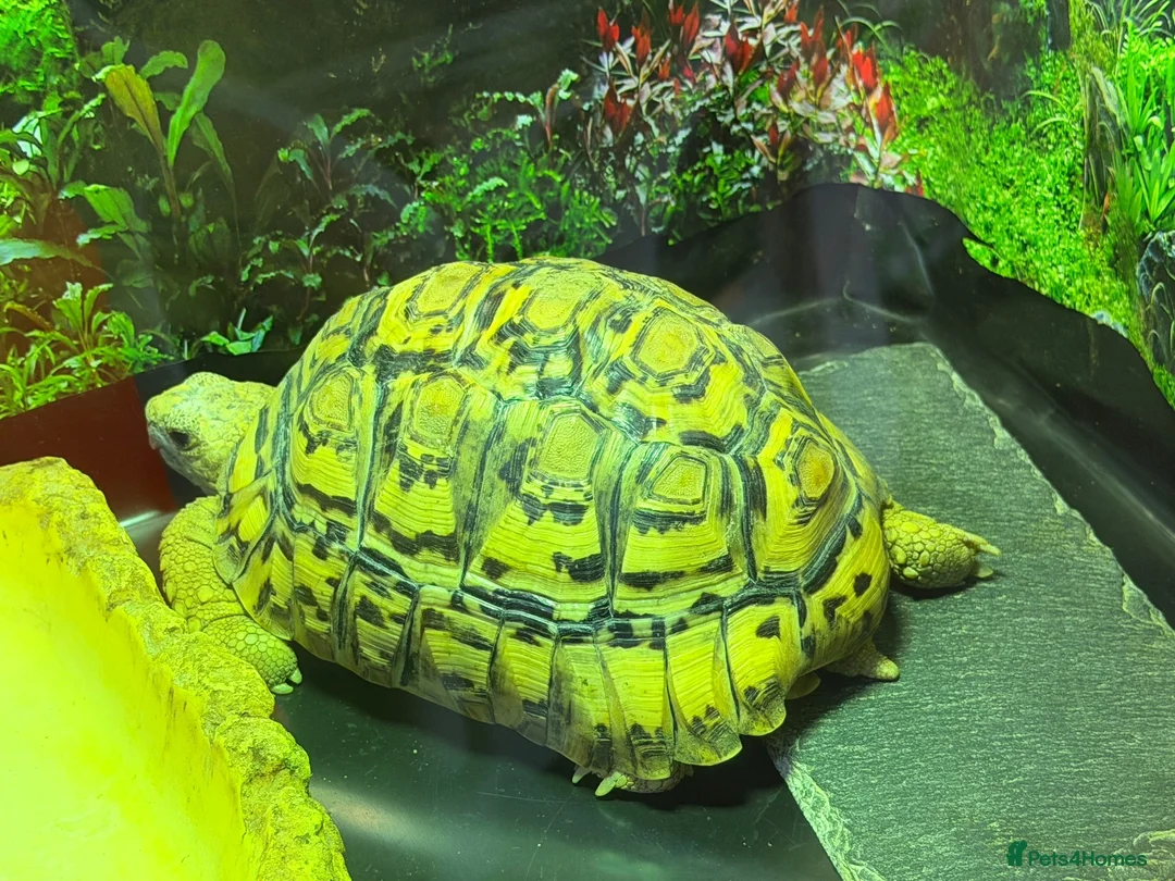 Tortoise reptiles for sale: 5yo Leopard tortoise in Rayleigh - Advert 2
