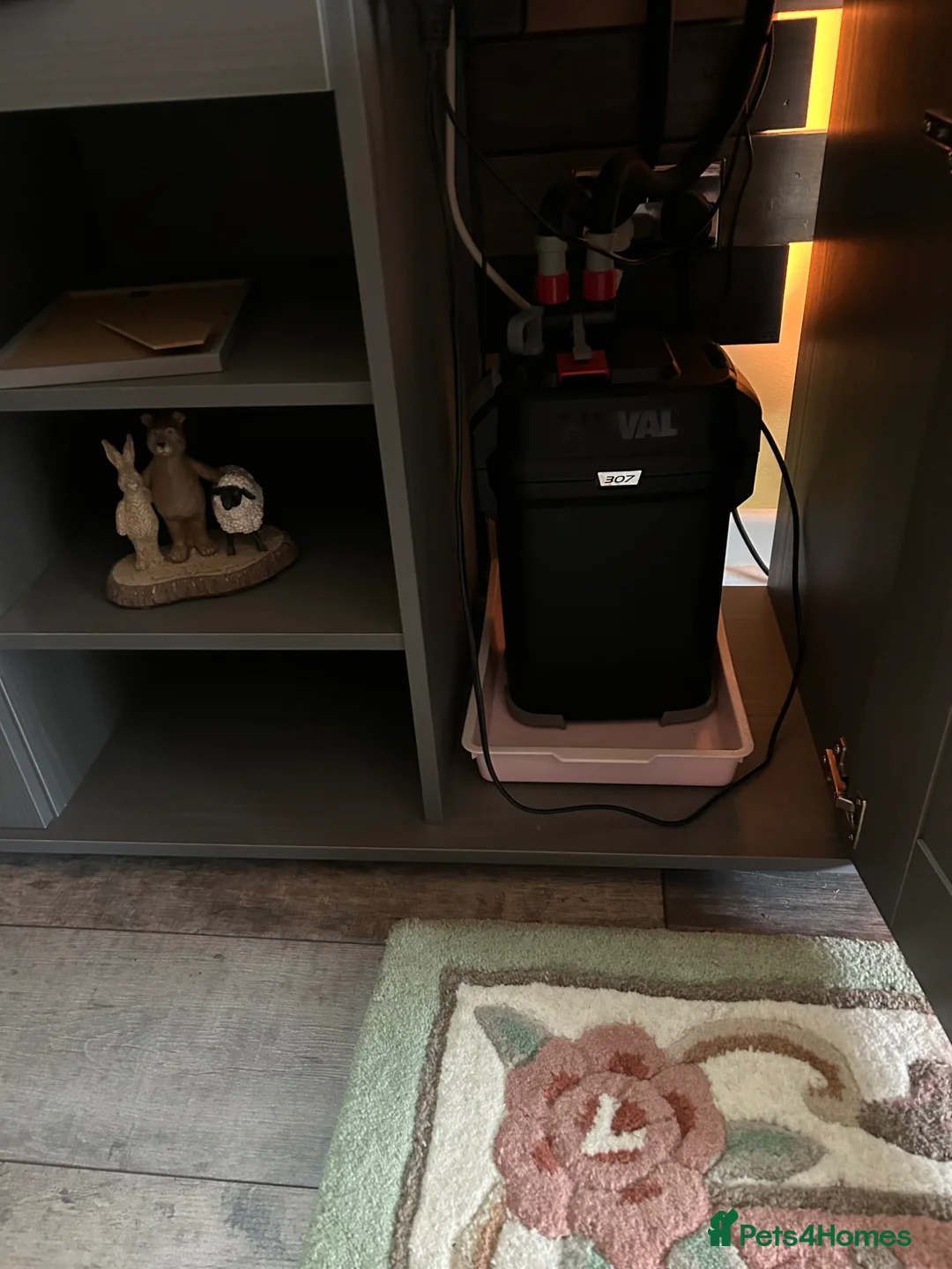 Angelfish fish for sale: Tropical fish  - Advert 4