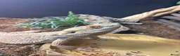 Bearded Dragon reptiles for sale: Bearded dragon and full set up - Advert 4