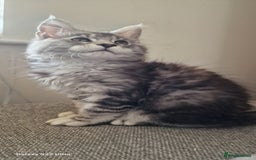 Maine Coon cats for sale: Pure Maine coon - Image 16