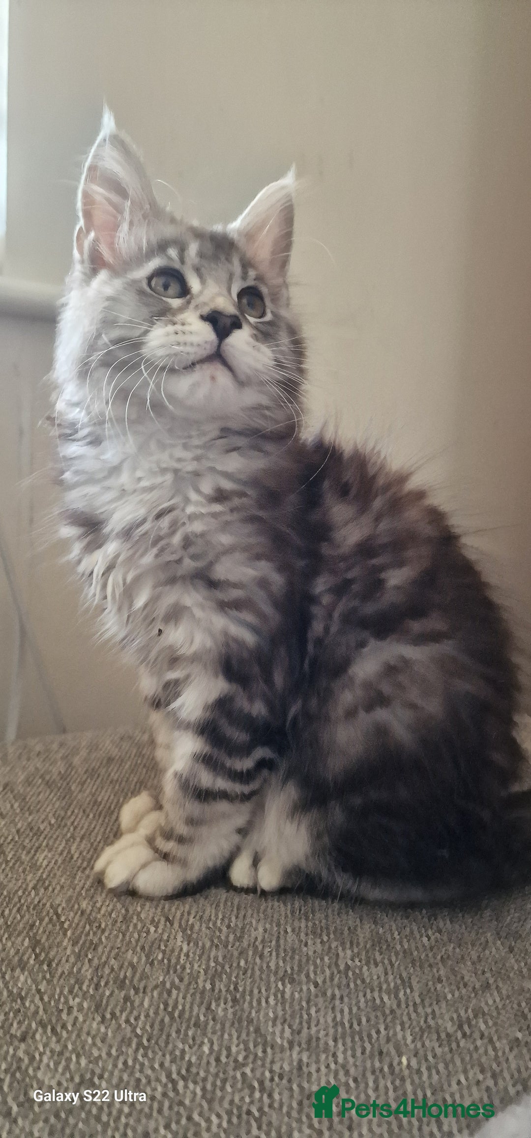 Maine Coon cats for sale: Pure Maine coon - Image 16