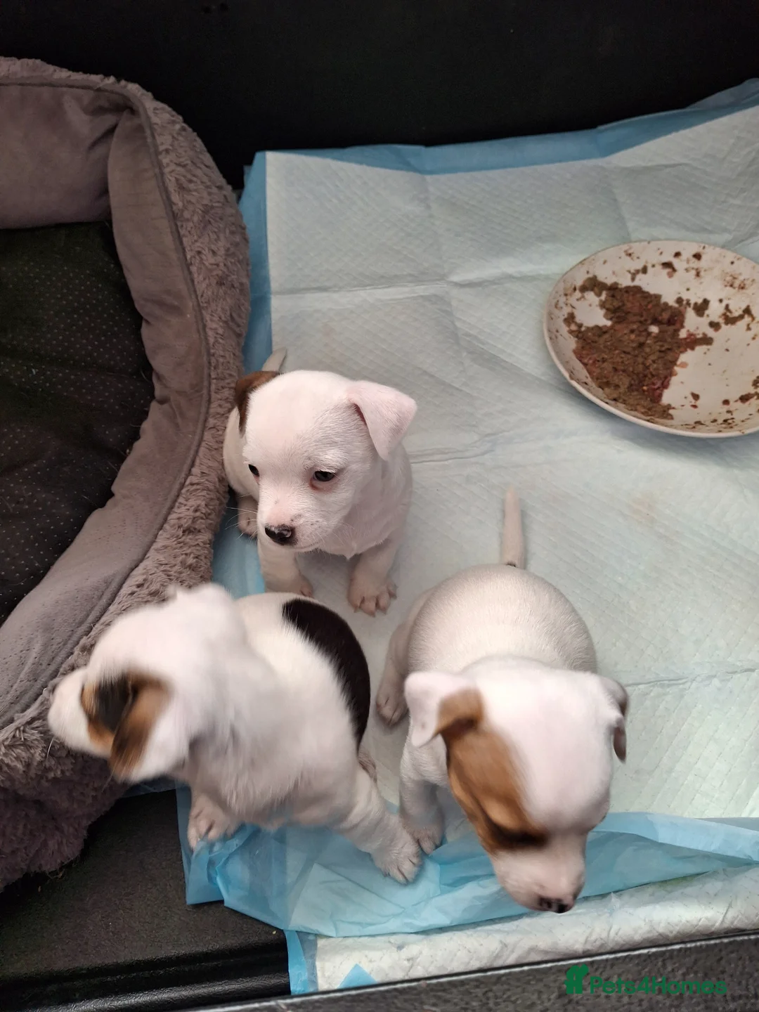 Mixed Breed dogs for sale: Small pups in Driffield - Advert 4