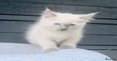 Ragdoll cats - Advert 11
