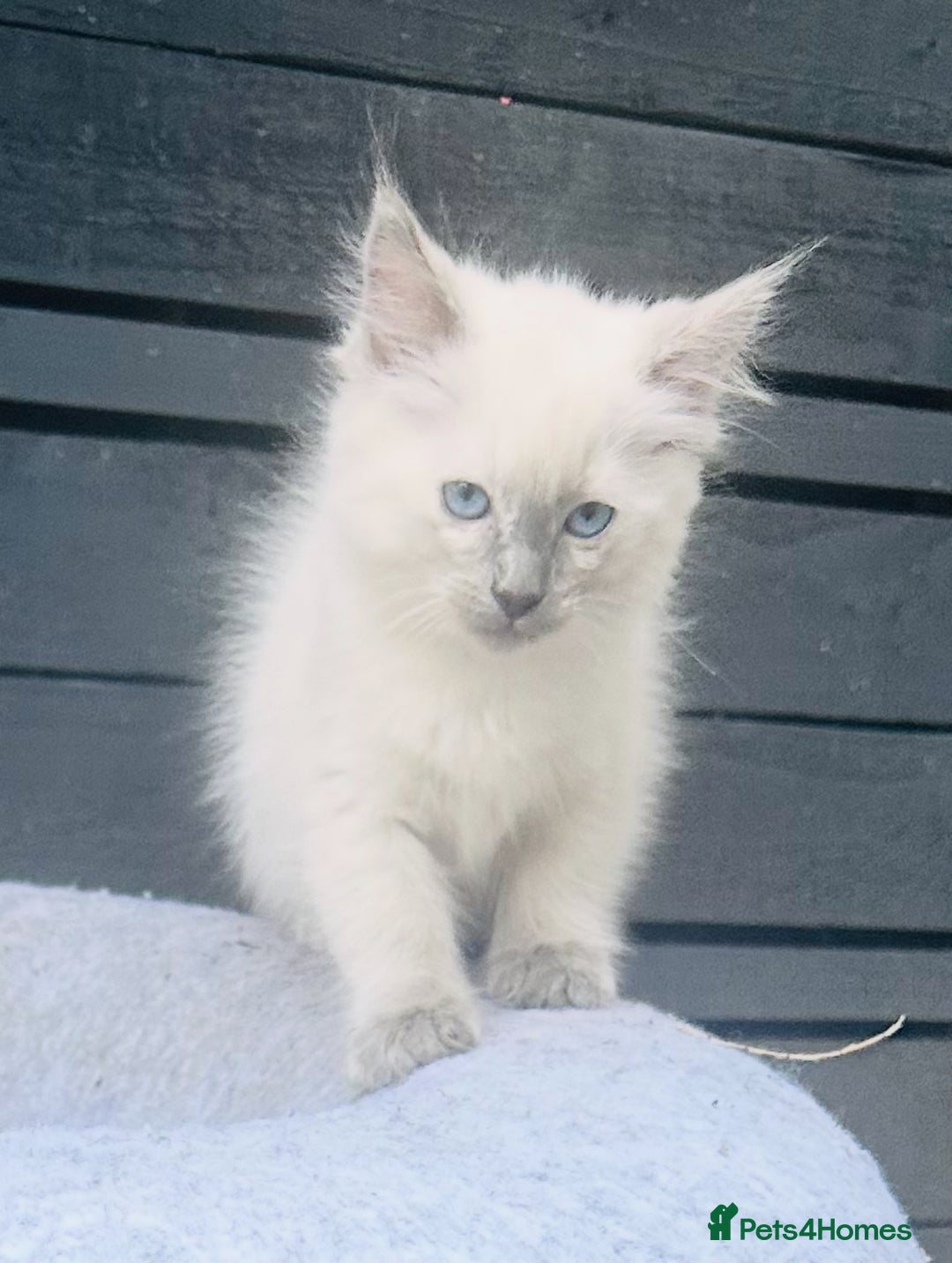 Ragdoll cats for sale: Ragdoll kitten  - Image 2