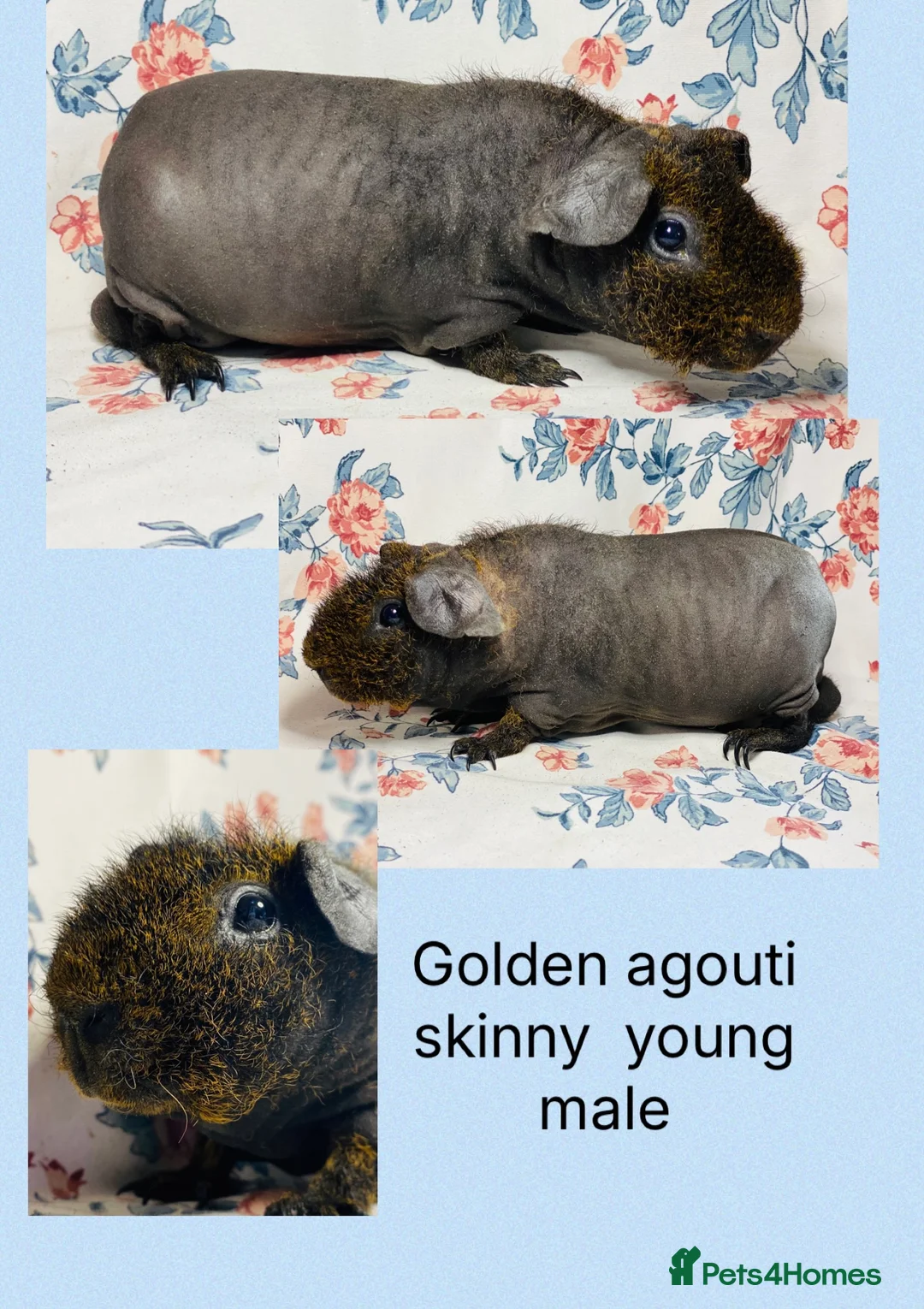 Guinea Pig rodents for sale: Pair of stunning skinny and werewolf young boys - Advert 13