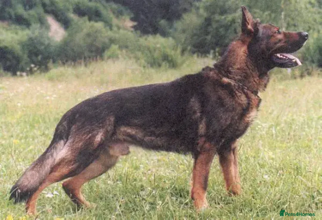 German Shepherd dogs for sale: CZECH DDR WEST GERMAN OLD BLOODLINE KC - Image 26