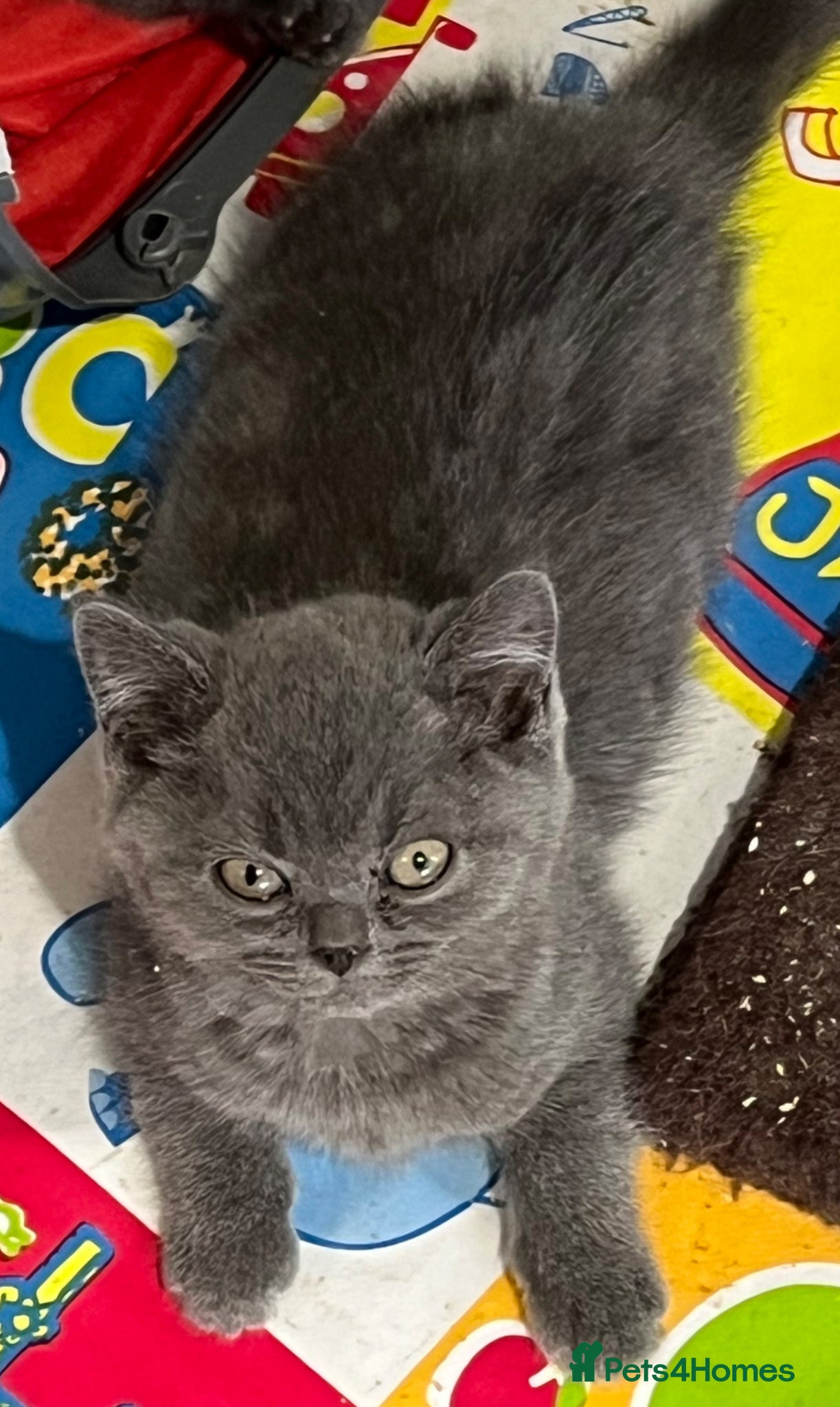 British Shorthair Kitten 2