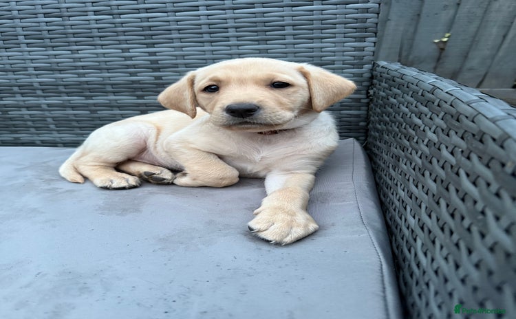 Labrador Retriever dogs - Advert 13