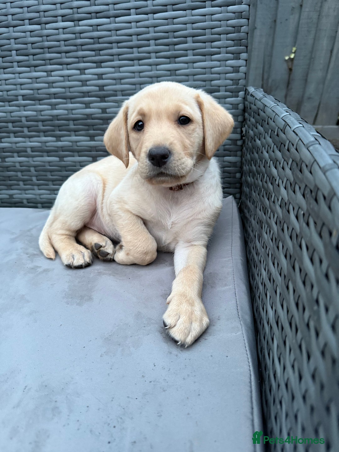 Labrador Retriever dogs for sale: Labrador puppies 8 weeks old  - Image 1