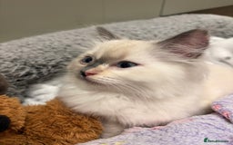 Ragdoll cats for sale: Ragdoll Kitten - Image 2