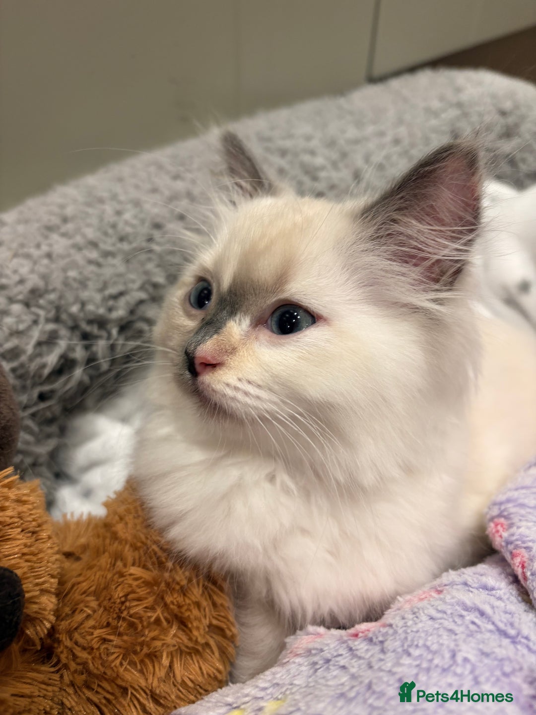 Ragdoll cats for sale: Ragdoll Kitten - Image 2