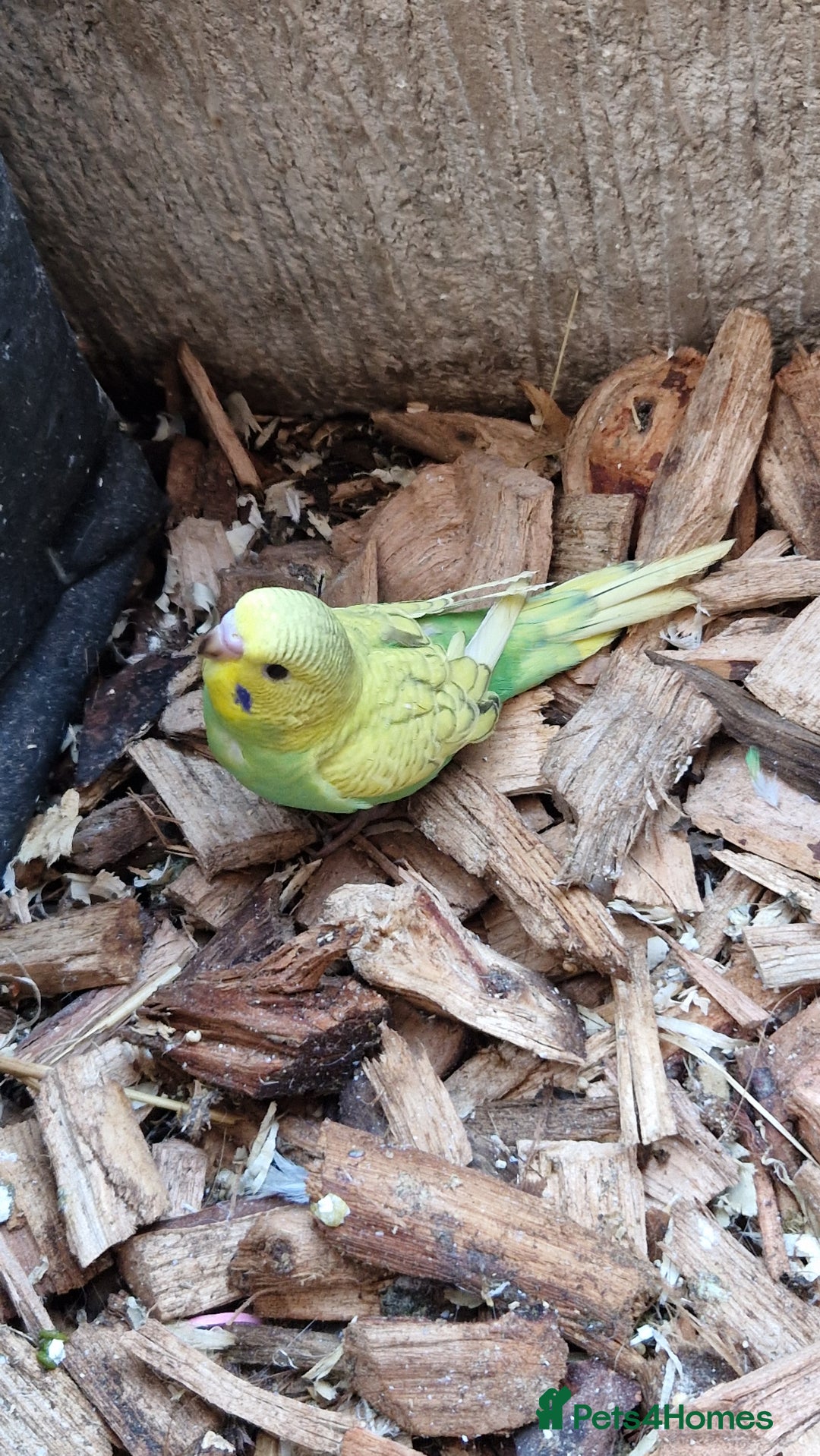 Budgerigars birds for sale: Baby budgies for sale from 15th Dec  - Advert 18