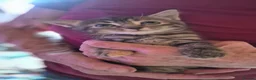 Mixed Breed cats for sale: 3 adorable boy kittens - Advert 5
