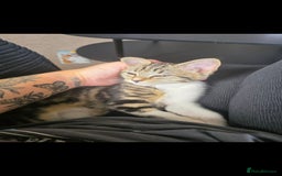 Domestic Shorthair cats for sale: 3 female kittens *READ DESCRIPTION* - Image 3
