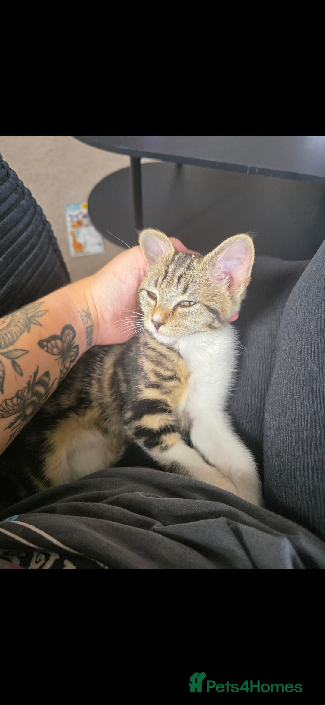 Domestic Shorthair cats for sale: 3 female kittens *READ DESCRIPTION* - Image 3