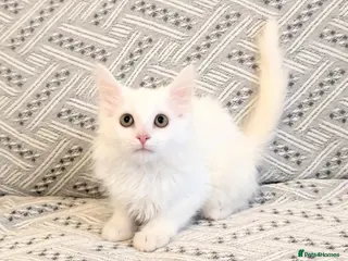 Turkish Angora cats Affectionate Turkish Angora Boy - Advert 12