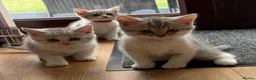 British Shorthair cats for sale: British shorthair kittens - Advert 19