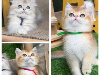British Shorthair cats British Sh/Longhair golden kittens GCCF - Advert 4