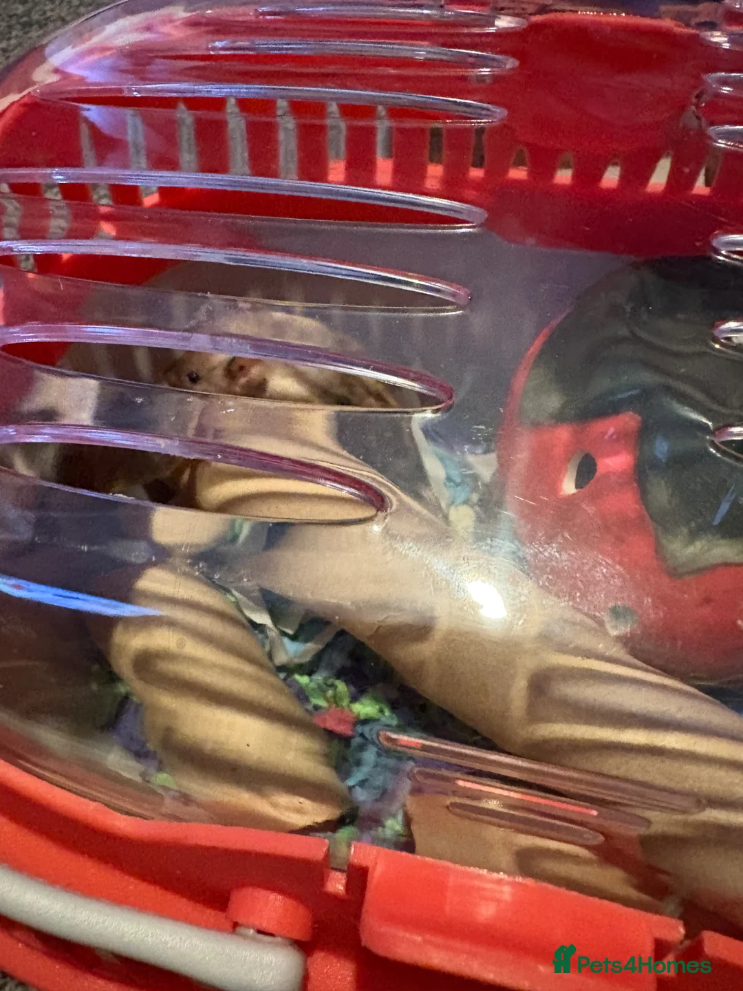 Mouse rodents for sale: X3 fancy nice & set up  in Mansfield - Advert 15