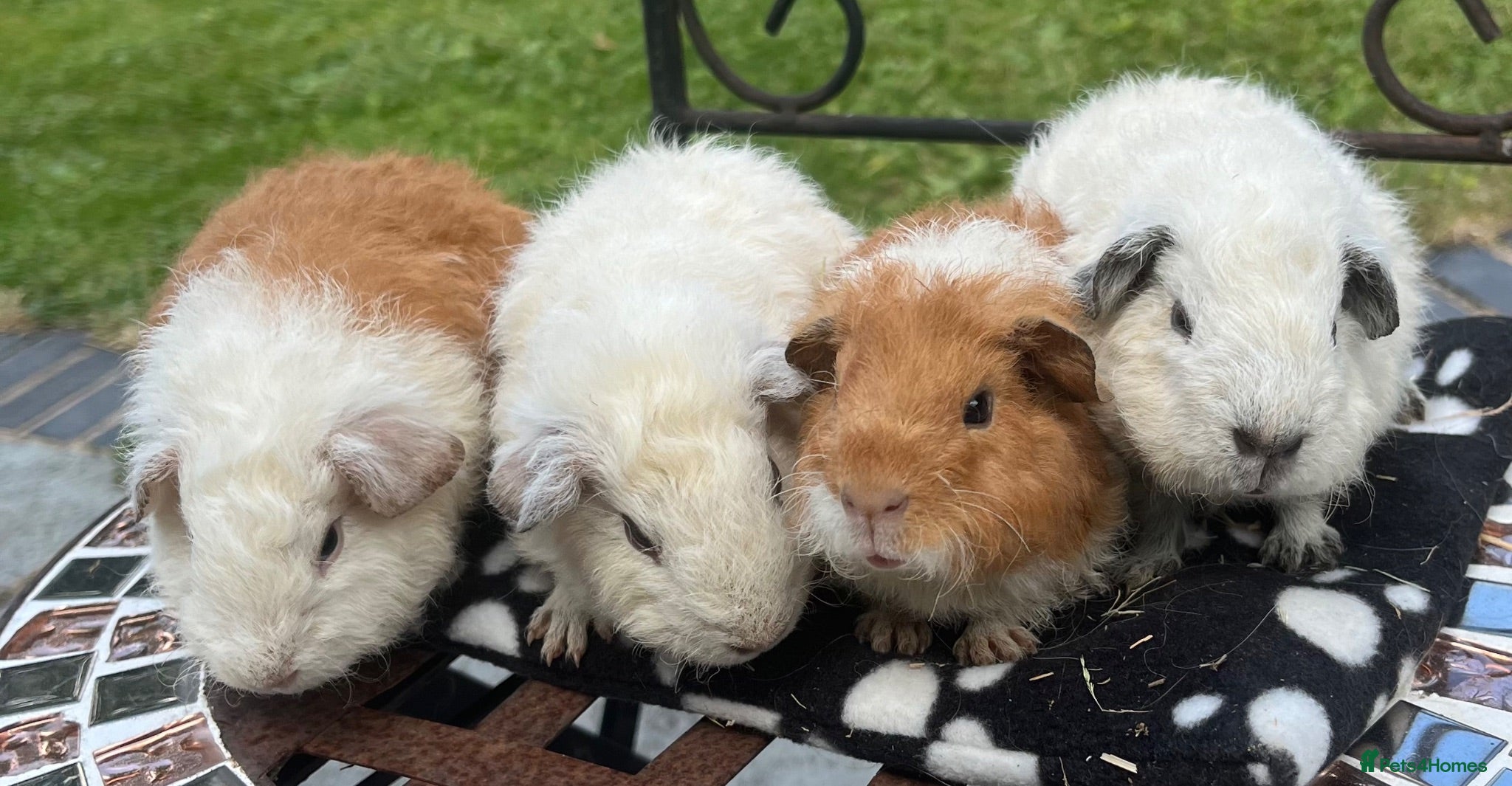 Guinea Pig rodents Guniea pigs. - Advert 6