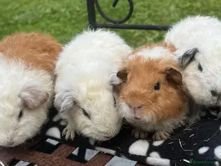 Guinea Pig rodents Guniea pigs. - Advert 6