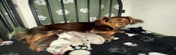 Chiweenie dogs for sale: Chiweenie pups - Advert 1