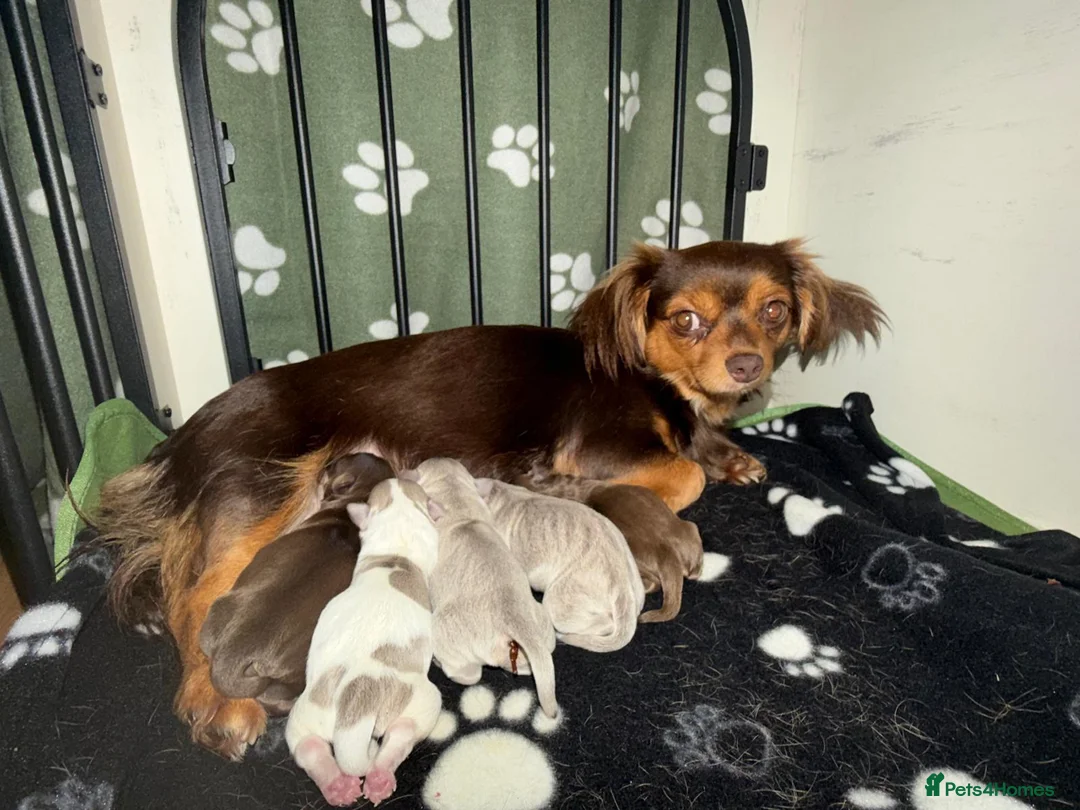 Chiweenie dogs for sale: Chiweenie pups - Advert 1