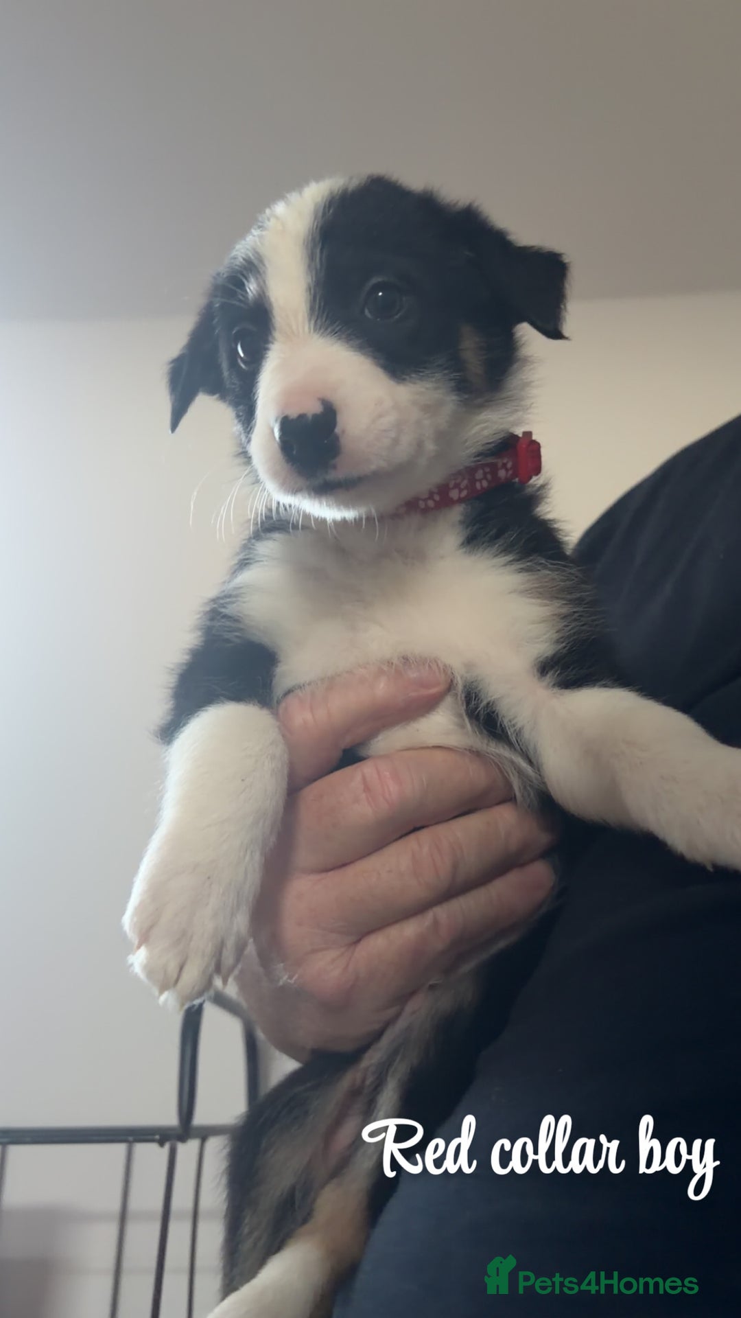 Mixed Breed dogs for sale: Border collie pups - Advert 6