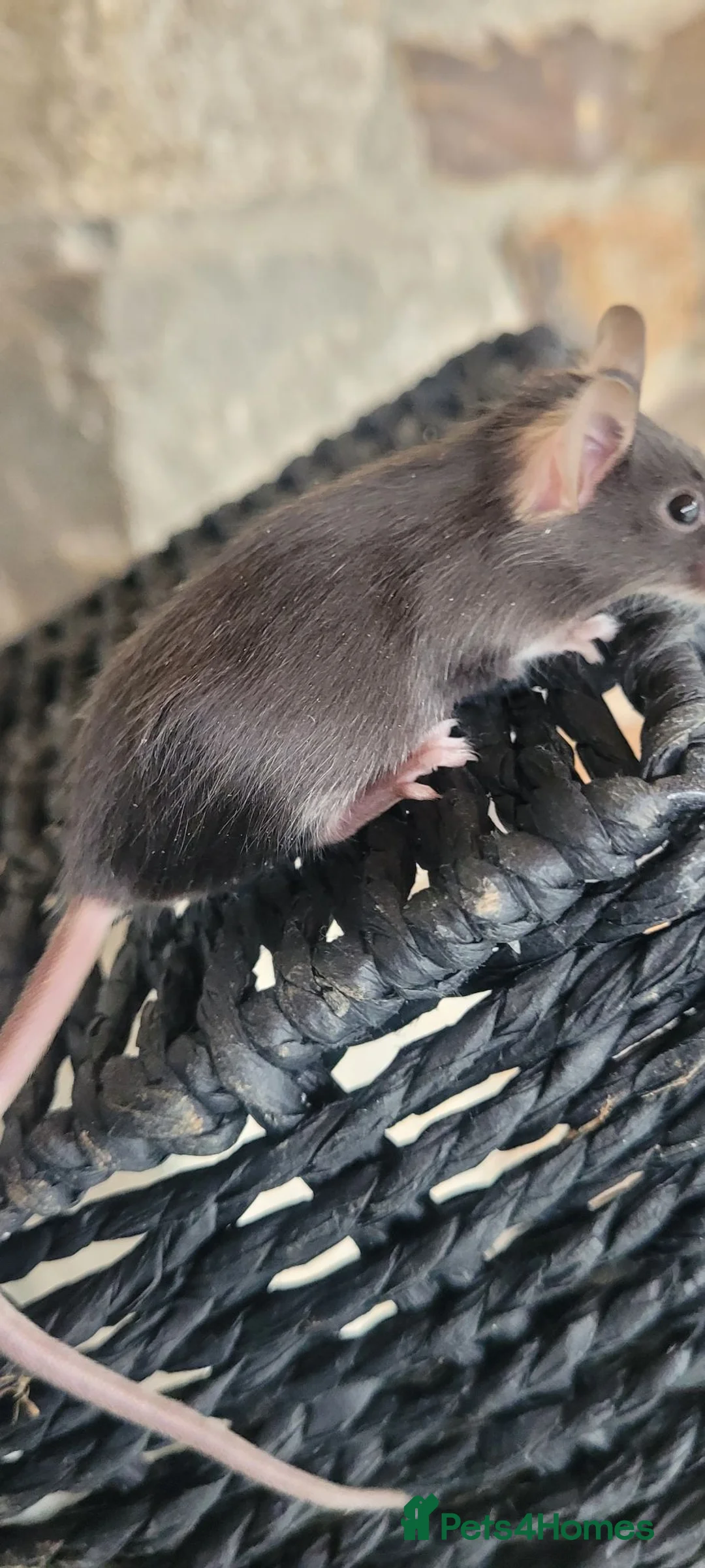 Mouse rodents for sale: Male and female fancy mice- 6 weeks - Advert 2