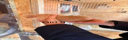 Guinea Pig rodents for sale: 10 week old baby Guinea pigs boys and girls  - Advert 7