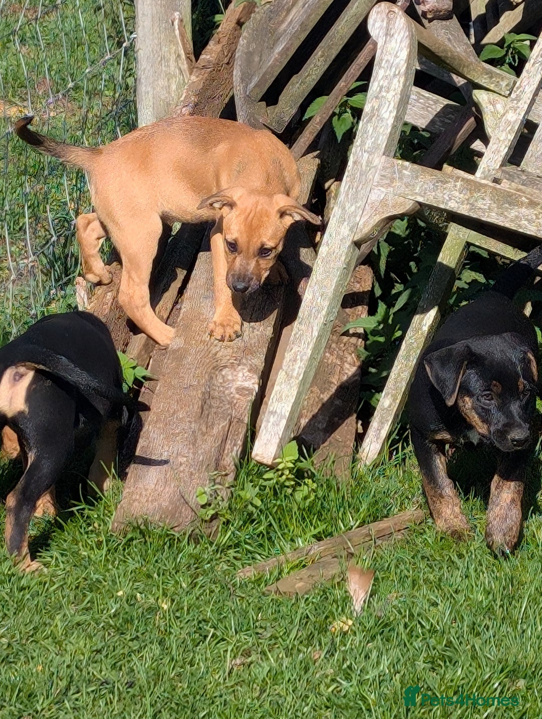 Mixed Breed dogs for sale: Huntaway x Lurcher puppies  - Image 11
