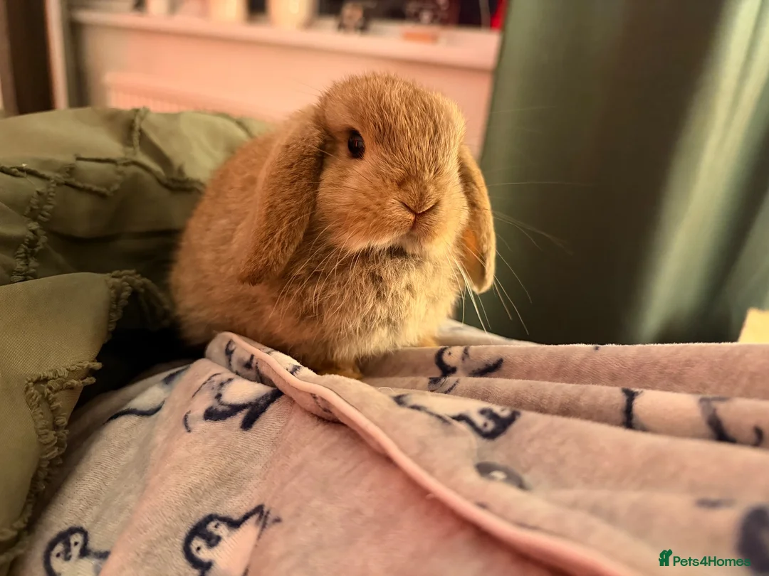 Mini Lop rabbits for sale: mini lops - Advert 2