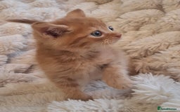 Mixed Breed cats for sale: Gorgeous Maine Coon X boy 💫 - Image 4