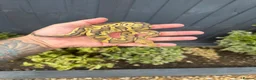 Python Snake reptiles for sale: Clown, hypo, hets, various morphs available  - Advert 10