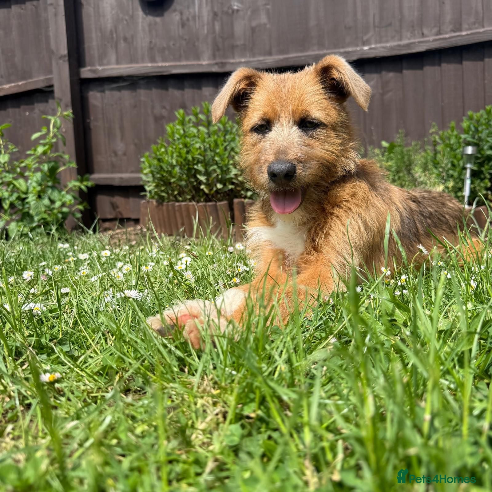 Mixed Breed dogs Roger  - Advert 1