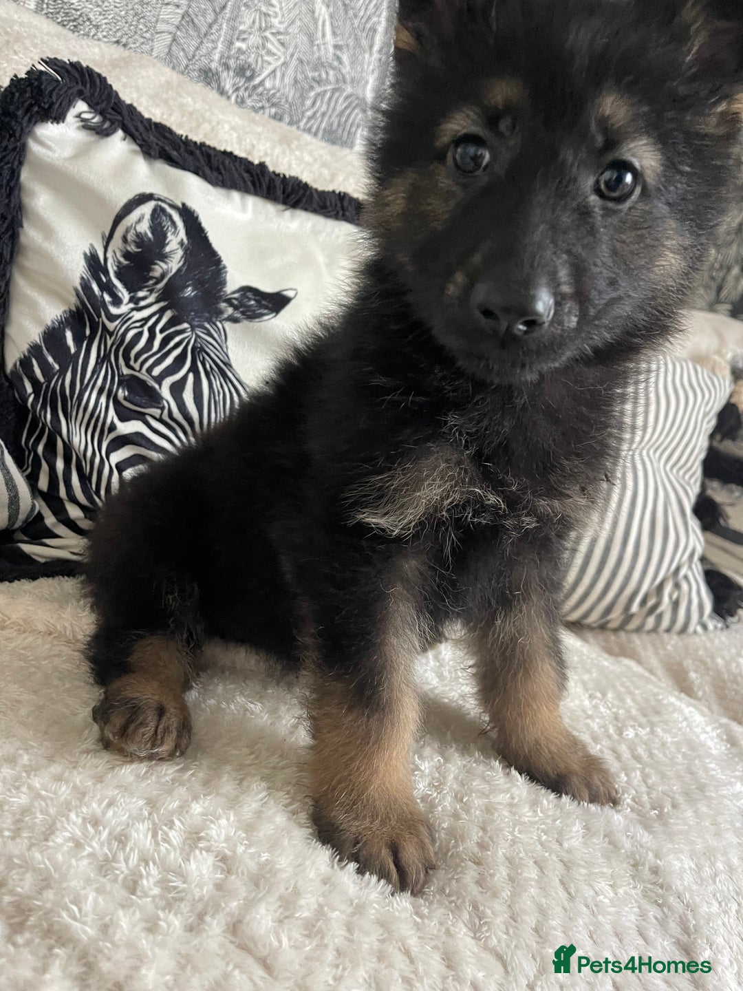 German Shepherd dogs for sale: STUNNING DNA TESTED GERMAN SHEPHERDS - Image 2