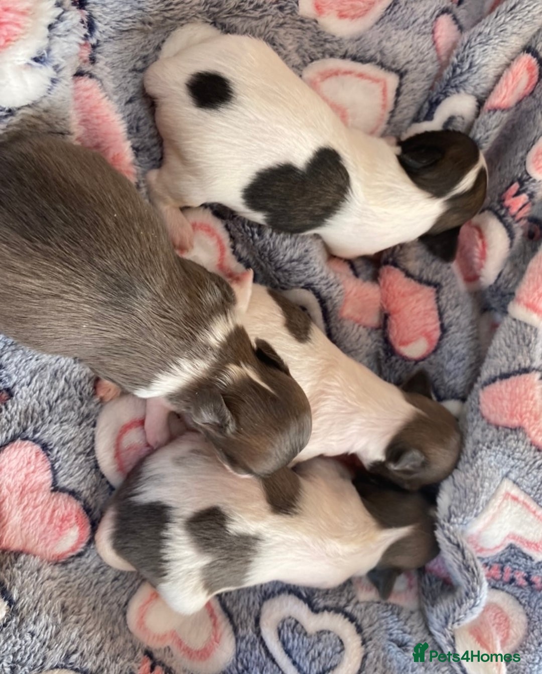 Chihuahua dogs for sale: 2 chihuahua boys left  - Image 24