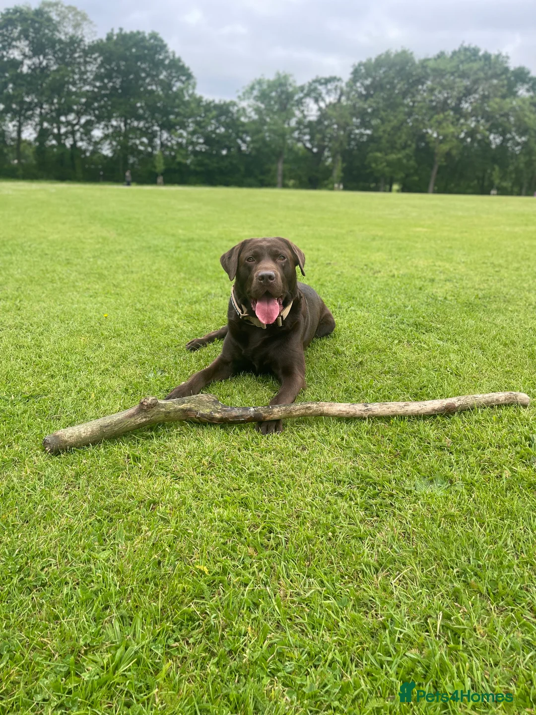 Labrador Retriever dogs for stud: Beautiful KC Reg Chocolate Lab  - Advert 5