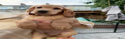 Cocker Spaniel dogs for sale: 1 Male Cocker Spaniel - Advert 21