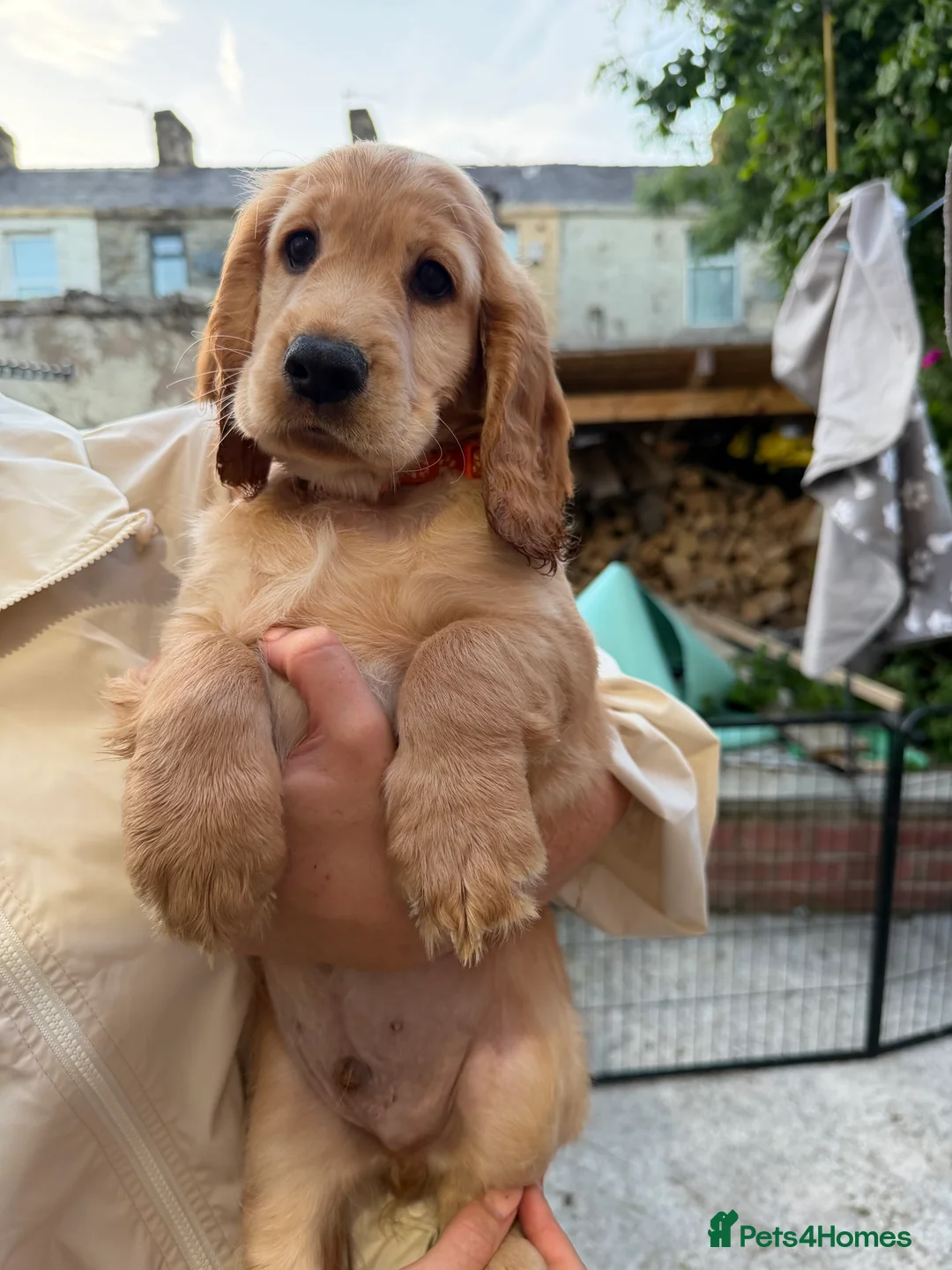 Cocker Spaniel dogs for sale: 1 Male Cocker Spaniel - Advert 21