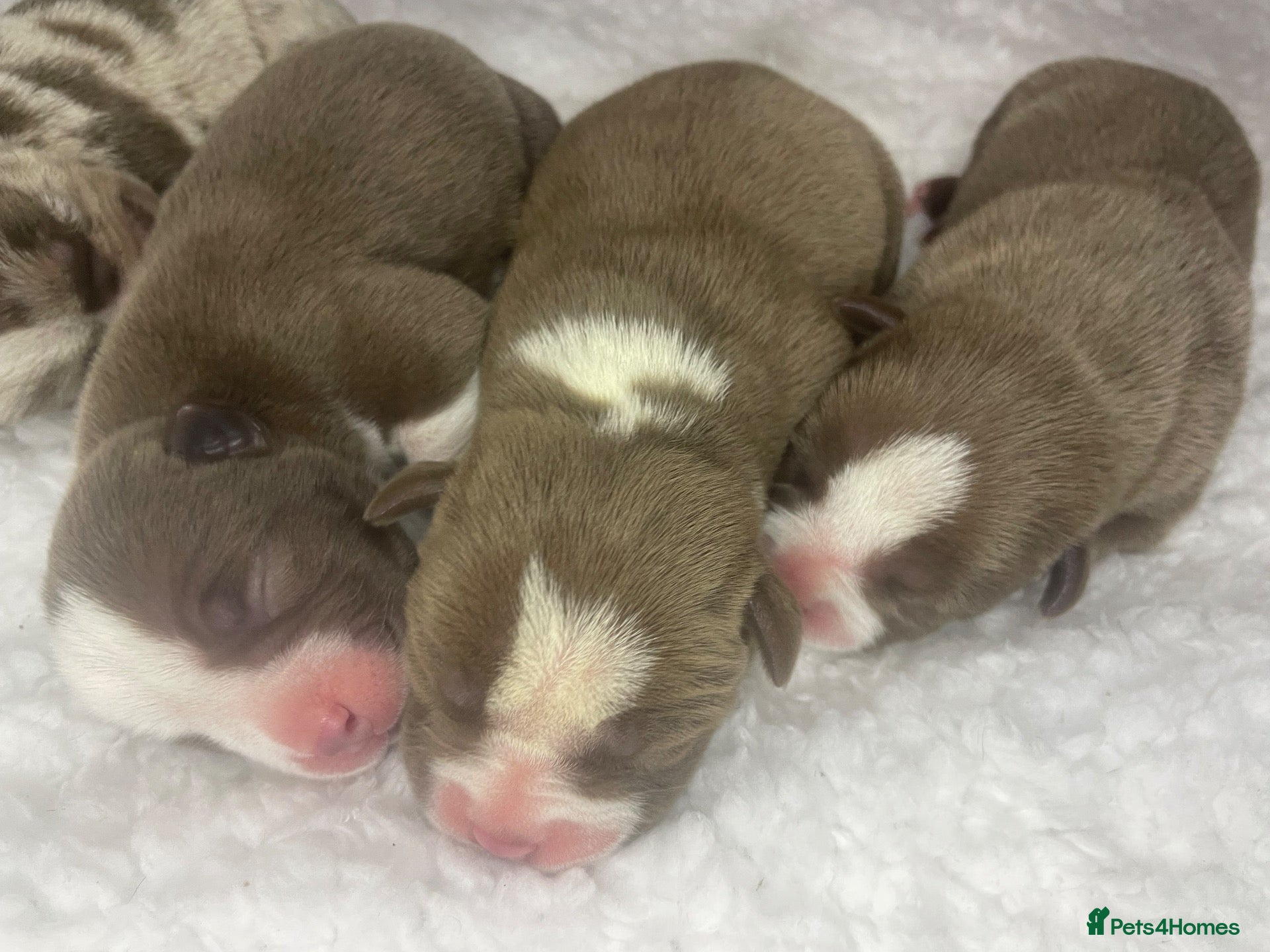 American Bully dogs 4 ABKC unreal pocket/micro bully’s - Advert 1