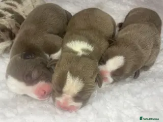 American Bully dogs 4 ABKC unreal pocket/micro bully’s - Advert 11